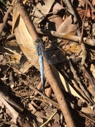 16th Mar 2020 - Dragonfly Blue