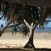 Pandanus Beach Wynnum by alisonjyoung