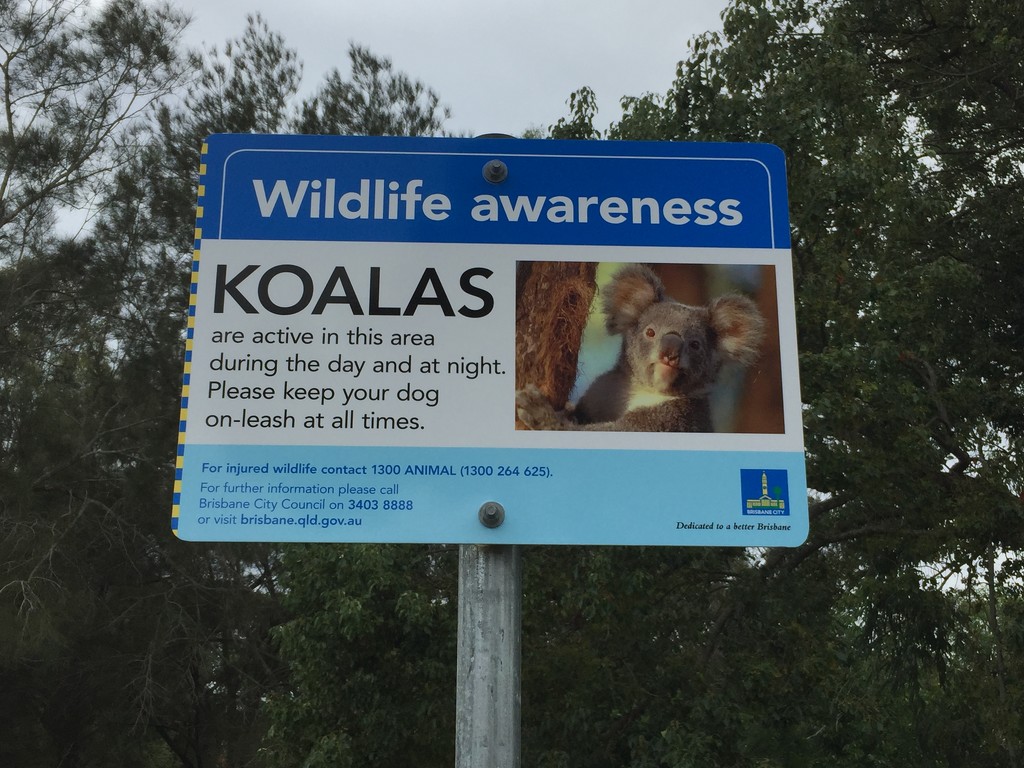 Koala Aware by alisonjyoung
