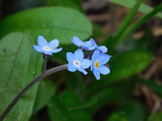 1st Apr 2020 - "Forget-me-not"