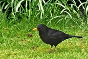1st Apr 2020 - Mr Blackbird 