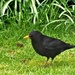 Mr Blackbird  by beryl