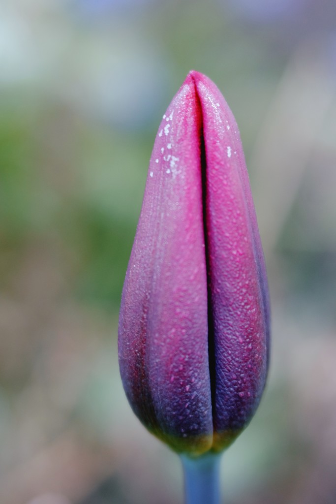 Tulip with a light dusting of frost by mattjcuk