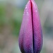 Tulip with a light dusting of frost by mattjcuk