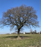 28th Mar 2020 - Lonely tree