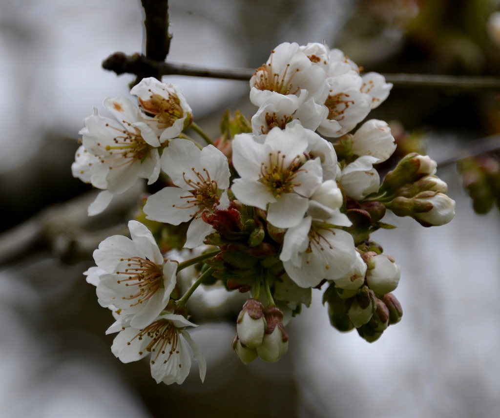Cherry Blossom by arkensiel
