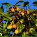 Beautiful Eucalyptus Tree Gum Nuts ~         by happysnaps