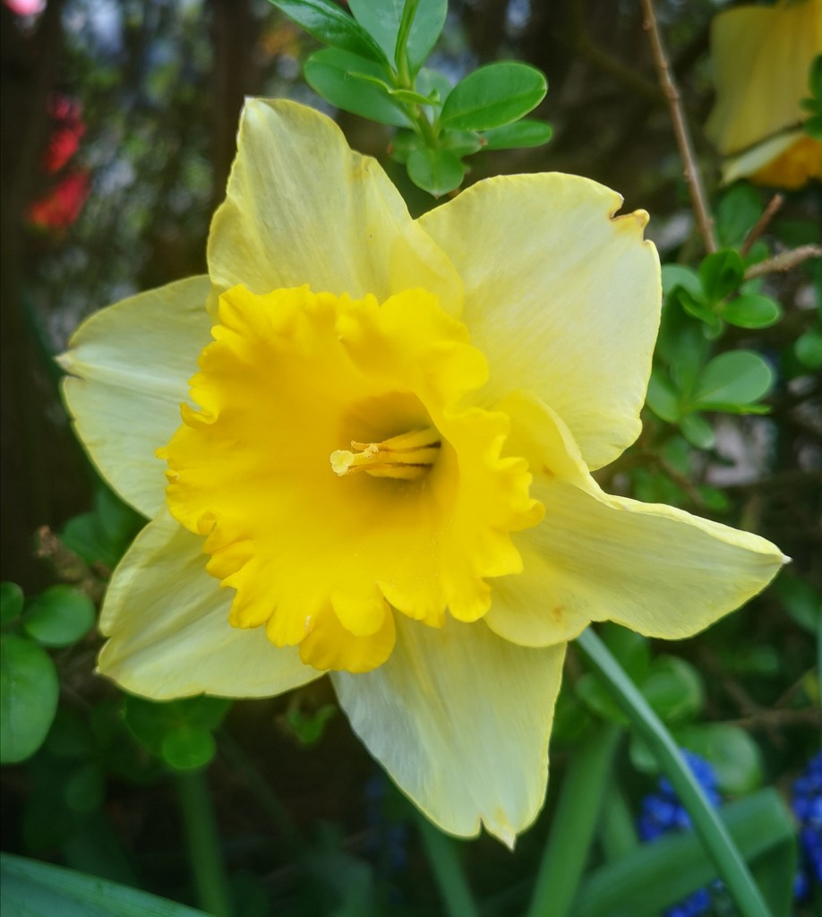 Daffodil ~ yellow  by plainjaneandnononsense