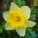 Daffodil ~ yellow  by plainjaneandnononsense