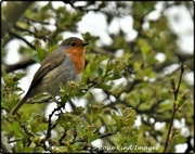 1st Apr 2020 - Cycle track robin