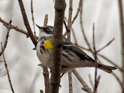 1st Apr 2020 - Yellow-rumped warbler 