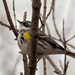 Yellow-rumped warbler  by rminer