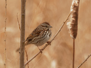 1st Apr 2020 - song sparrow 