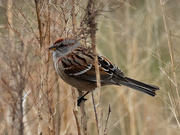 1st Apr 2020 - american tree sparrow 