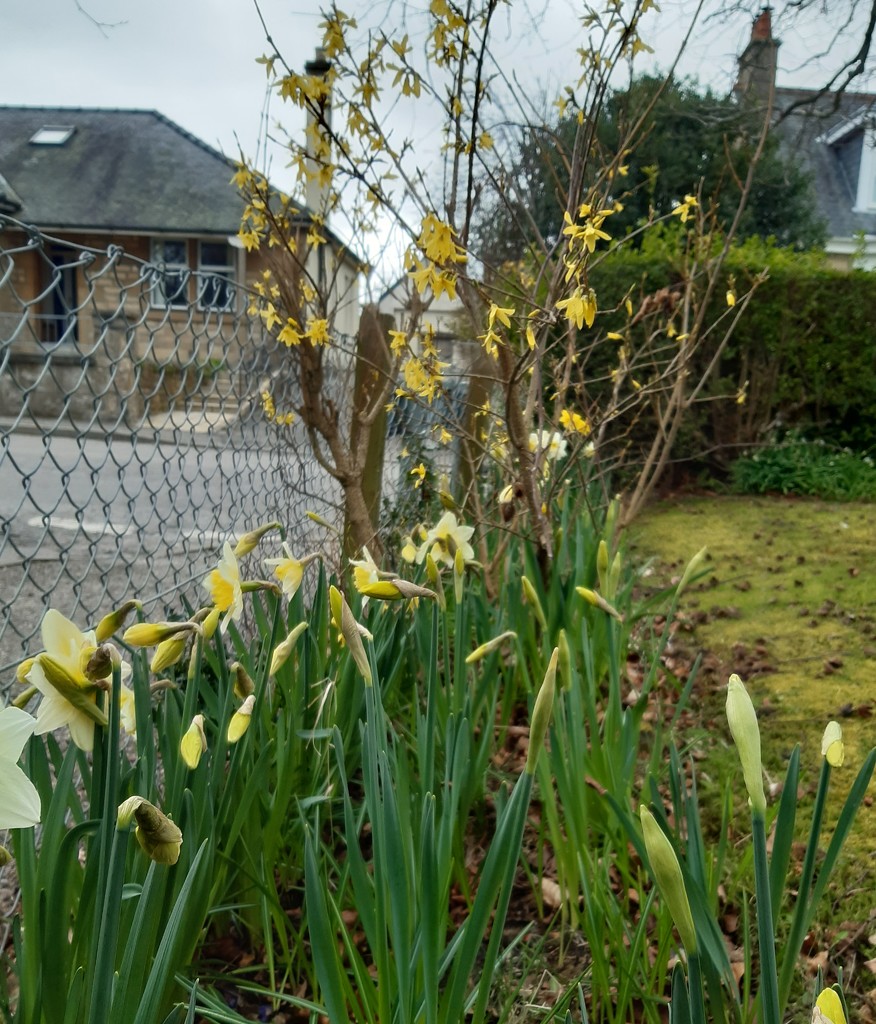 Daffodils and Forsythia  by sarah19
