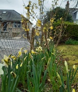 1st Apr 2020 - Daffodils and Forsythia 