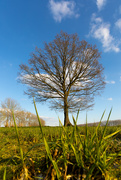 1st Apr 2020 - The Tree - low perspective