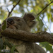 eye spy by koalagardens