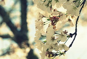 1st Apr 2020 - Cherry Blossom 