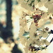 Cherry Blossom  by sunnygirl