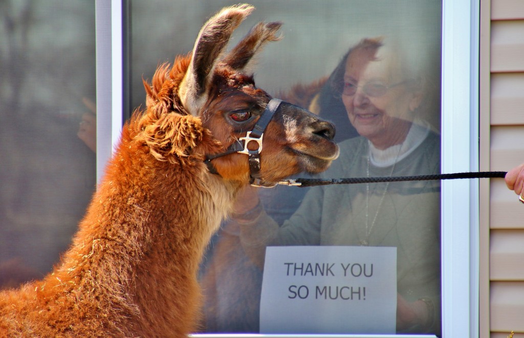 Llamas Visit Nursing Home  by lynnz