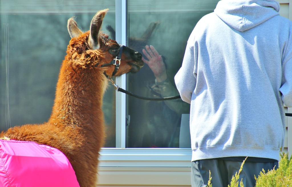 Llamas Visit Nursing Home by lynnz