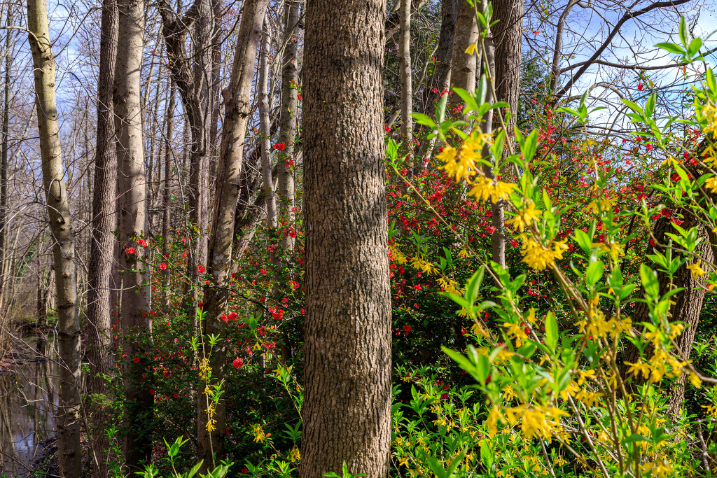 Woods starting to Bloom by hjbenson