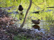 1st Apr 2018 - Male Looking at Female Duck 