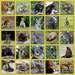 Australian Mammals - Lockdown photos by judithdeacon
