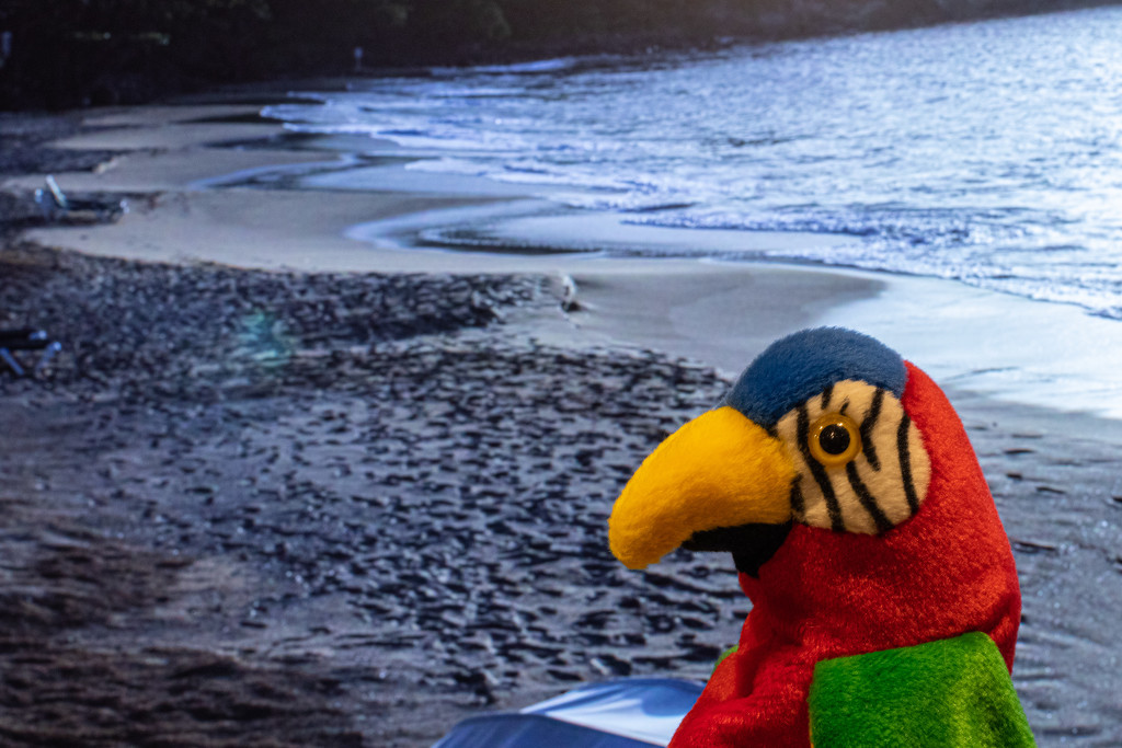 Pet Parrot Visits St Lucia by swchappell