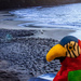 Pet Parrot Visits St Lucia by swchappell