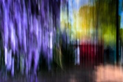 1st Apr 2020 - Wisteria and the Dumpster