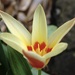 tulip on the patio by quietpurplehaze