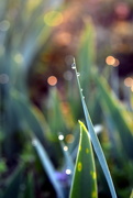 1st Apr 2020 - Dew Drops in the Garden