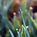 Dew Drops in the Garden by genealogygenie