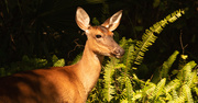 1st Apr 2020 - Backyard Deer!