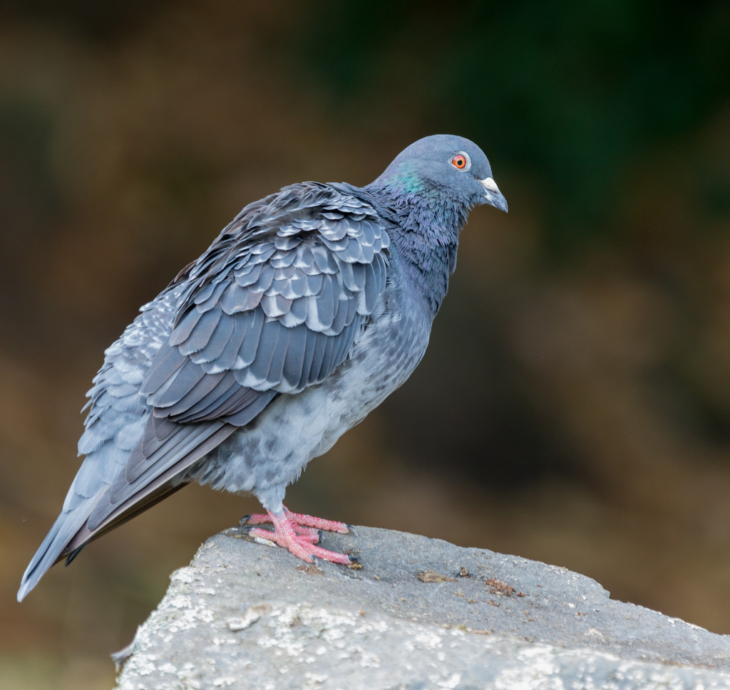 Pigeon sitting on a rock in the alligator cage area, hmmmm by creative_shots