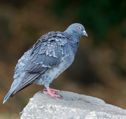28th Oct 2019 - Pigeon sitting on a rock in the alligator cage area, hmmmm