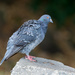 Pigeon sitting on a rock in the alligator cage area, hmmmm by creative_shots