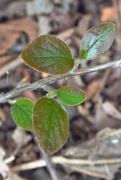 1st Apr 2020 - New Leaves on bush