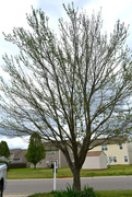 1st Apr 2020 - Spring Tree