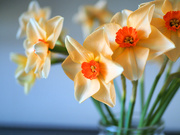 2nd Apr 2020 - Daffodils from Waitrose