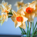 Daffodils from Waitrose by jon_lip