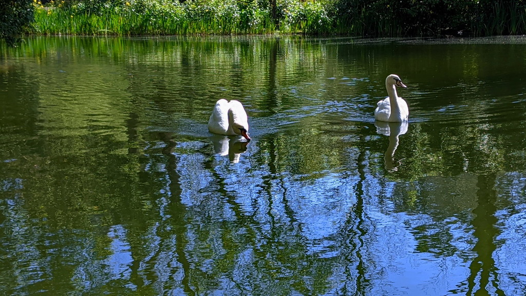 Hungry Swans by fotoblah