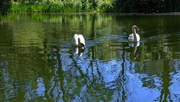 2nd Apr 2020 - Hungry Swans