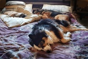2nd Apr 2020 - Skye and friends - Day Two 