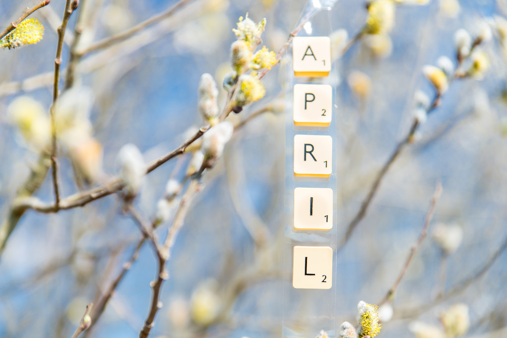 Hello April! by panoramic_eyes
