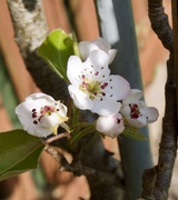 2nd Apr 2020 - Pear tree blossom 