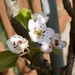 Pear tree blossom  by wakelys