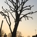 Tree at Sunset by cataylor41